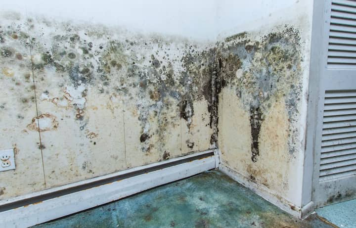 mold removal costa mesa